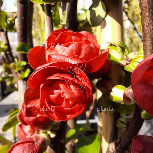 Chaenomeles speciosa 'Scarlet Storm'