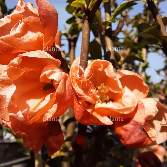 Chaenomeles superba 'Crimson and Gold'