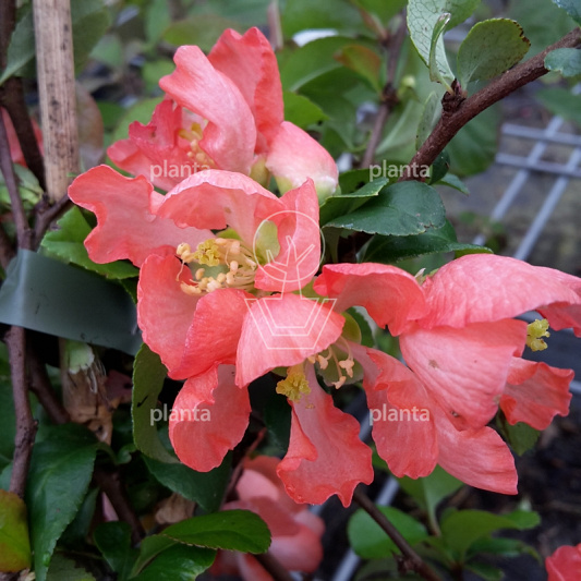 Chaenomeles superba 'Pink Trail'