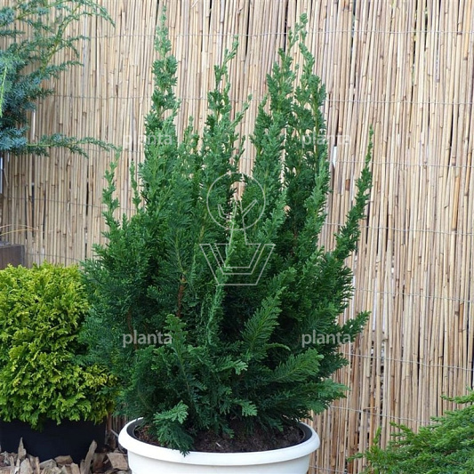 Chamaecyparis lawsoniana 'Little Spire'