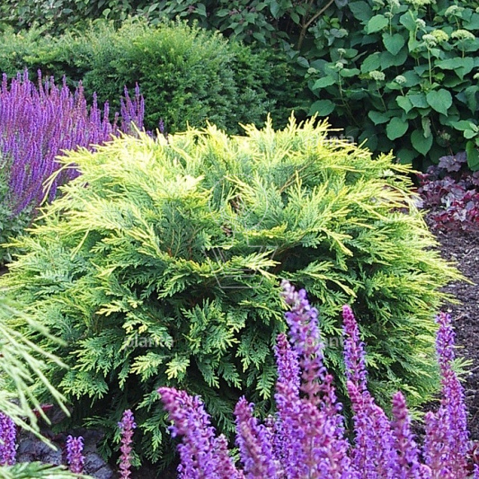 Chamaecyparis lawsoniana 'Sunkist'
