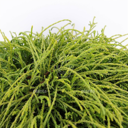Chamaecyparis pisifera 'Filifera Nana'