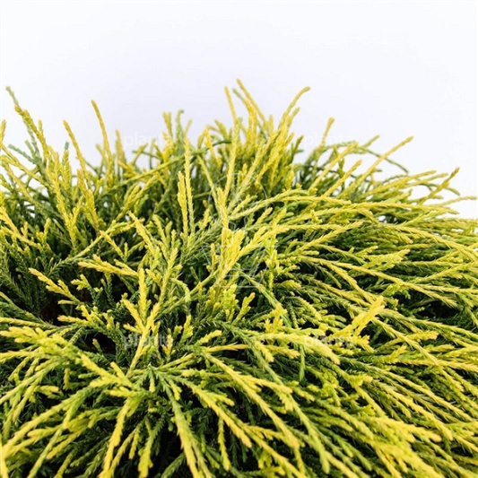 Chamaecyparis pisifera 'Sungold'