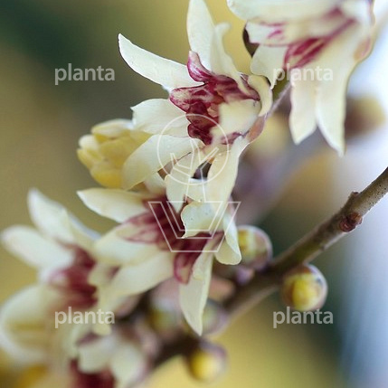Chimonanthus praecox