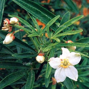 Choisya 'Aztec Pearl'