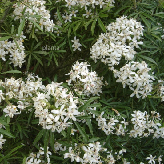 Choisya 'White Dazzler'