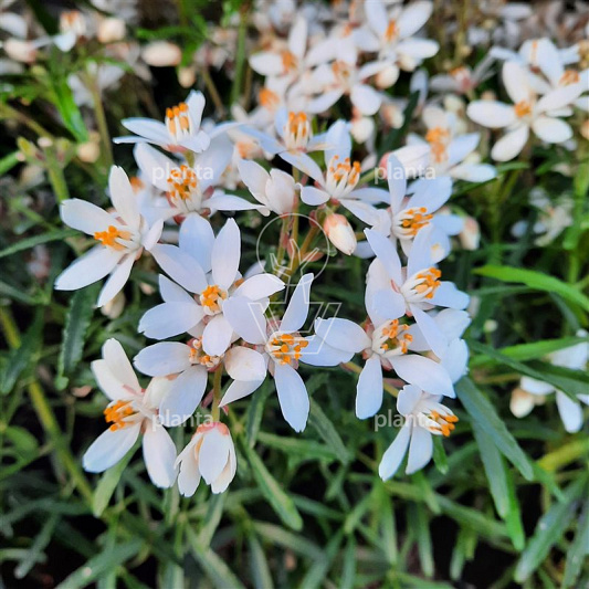Choisya 'White Dazzler'
