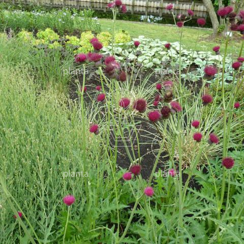Cirsium rivulare 'Atropurpureum'