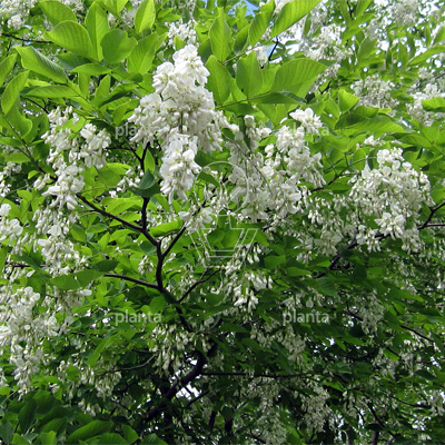 Cladrastis kentukea