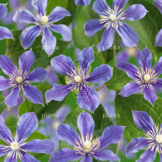 Clematis 'Arabella'