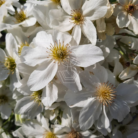 Clematis 'Avalanche'