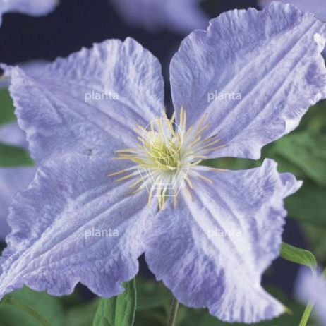 Clematis 'Blue Angel'