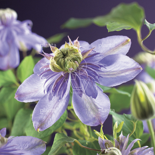 Clematis 'Blue Light'