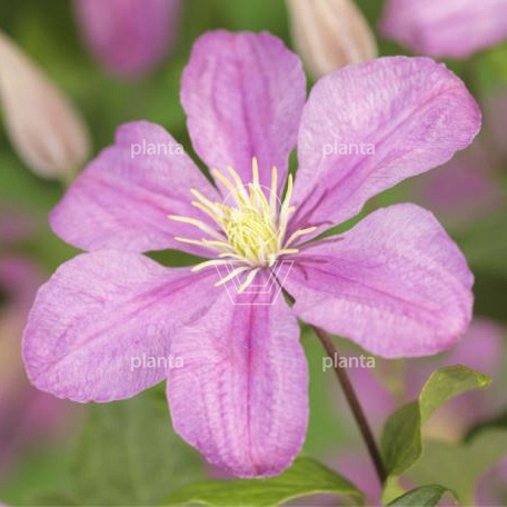 Clematis 'Comtesse de Bouchaud'