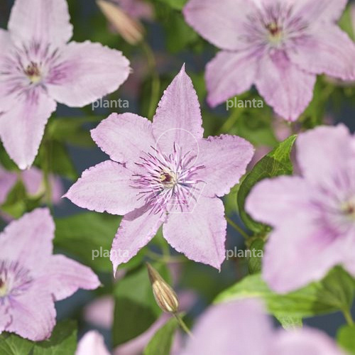 Clematis 'Hagley Hybrid'