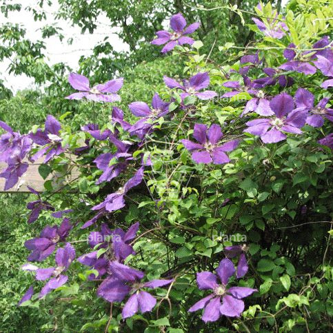 Clematis 'Jackmanii'