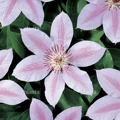 Clematis 'Jan Pawel II'