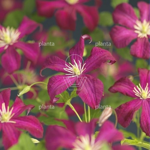 Clematis 'Madame Julia Correvon'
