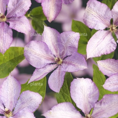 Clematis 'Margaret Hunt', ook bekend als Bosrank 'Margaret Hunt', betovert met zijn roze bloemen die bloeien van ongeveer augustus tot en met september. De groene bladeren vormen een aantrekkelijke achtergrond voor deze bloemenpracht. Deze klimplant kan een hoogte bereiken van ongeveer 2 tot 3 meter en is winterhard tot temperaturen van -20°C. De Clematis 'Margaret Hunt' heeft een opvallende bloeiwijze en kan een waardevolle aanvulling zijn op elke muur of pergola. Let op: deze variëteit is matig verkrijgbaar.