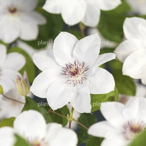 Clematis 'Miss Bateman'