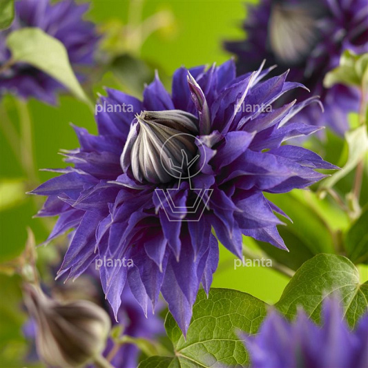 Clematis 'Multi Blue'