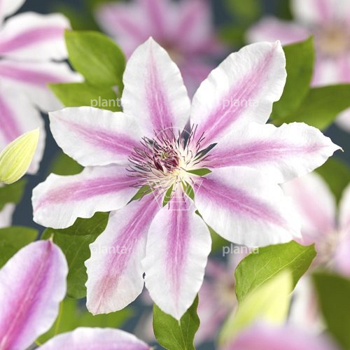 Clematis 'Nelly Moser'