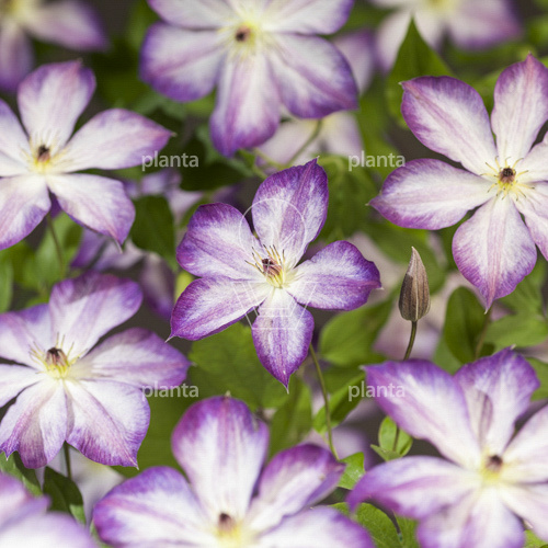 Clematis Pernille