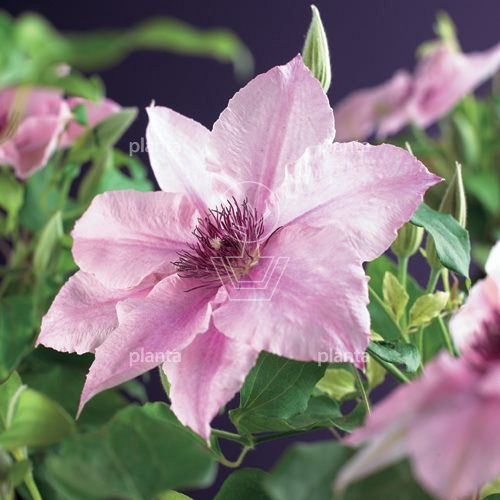 Clematis 'Pink Fantasy'