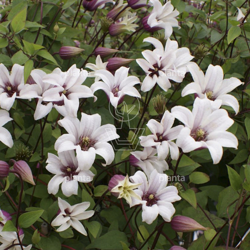 Clematis 'Princess Kate'