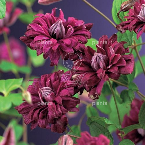 Clematis 'Purpurea Plena Elegans'