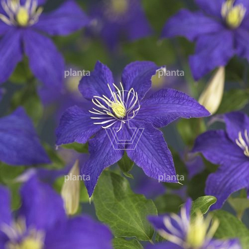Clematis 'Rhapsody'