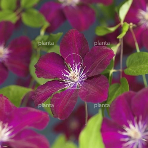 Clematis 'Rouge Cardinal'