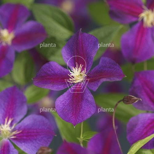 Clematis 'Star of India'