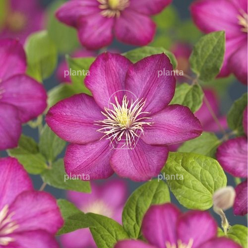 Clematis 'Ville de Lyon'