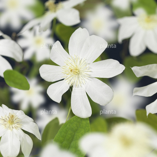 Clematis 'Wada's Primrose'