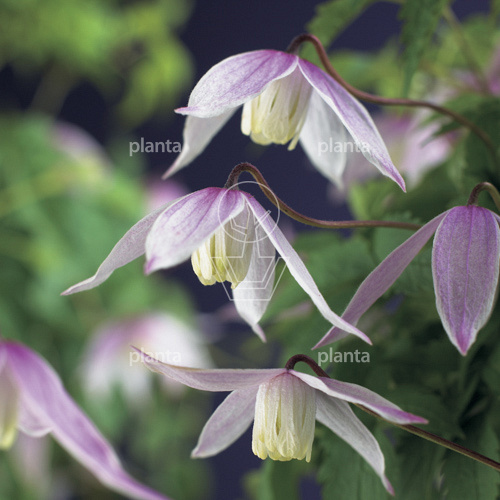 Clematis 'Willy'
