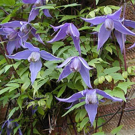 Clematis alpina