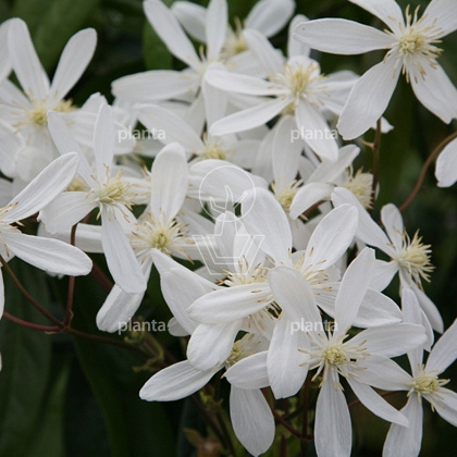 Clematis armandii 'Snowdrift'