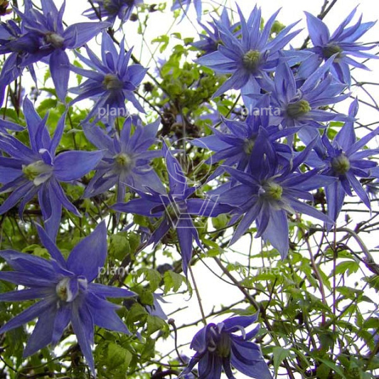 Clematis macropetala