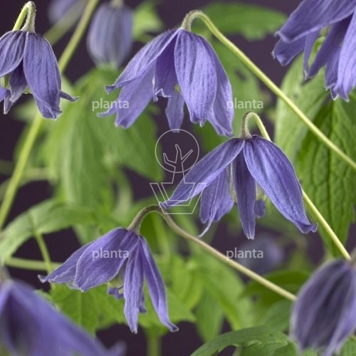 Clematis macropetala