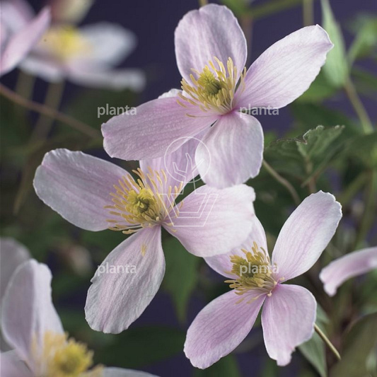 Clematis montana 'Fragrant Spring'