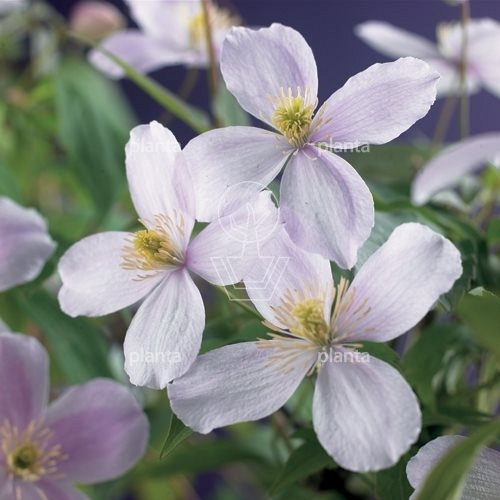 Clematis montana 'Pink Perfection'