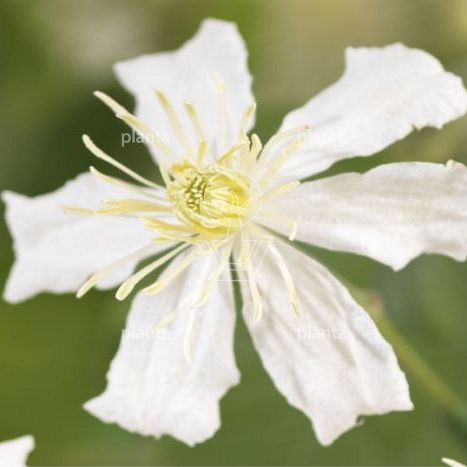 Clematis vitalba