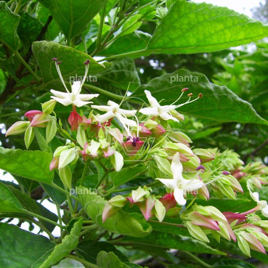 Clerodendrum trichotomum
