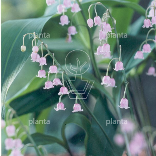 Convallaria majalis 'Rosea'