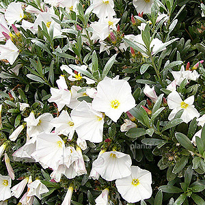 Convolvulus cneorum