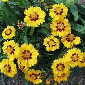 Coreopsis lanceolata 'Sterntaler'