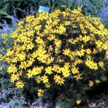 Coreopsis verticillata 'Zagreb'