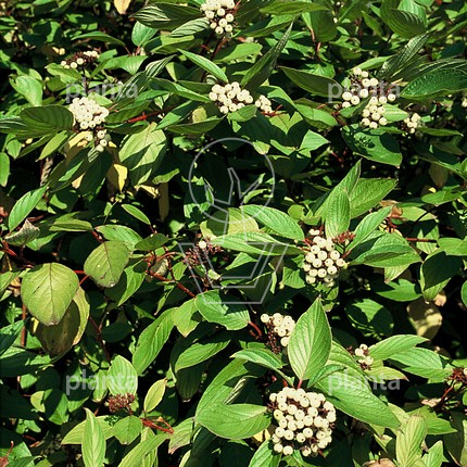 Cornus alba