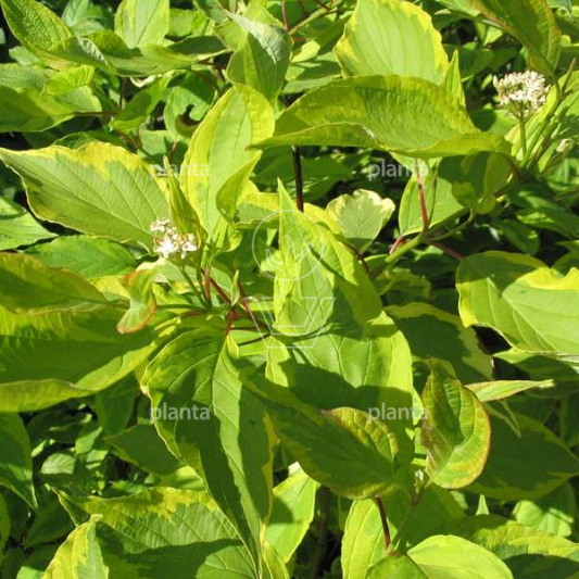 Cornus alba 'Gouchaultii'